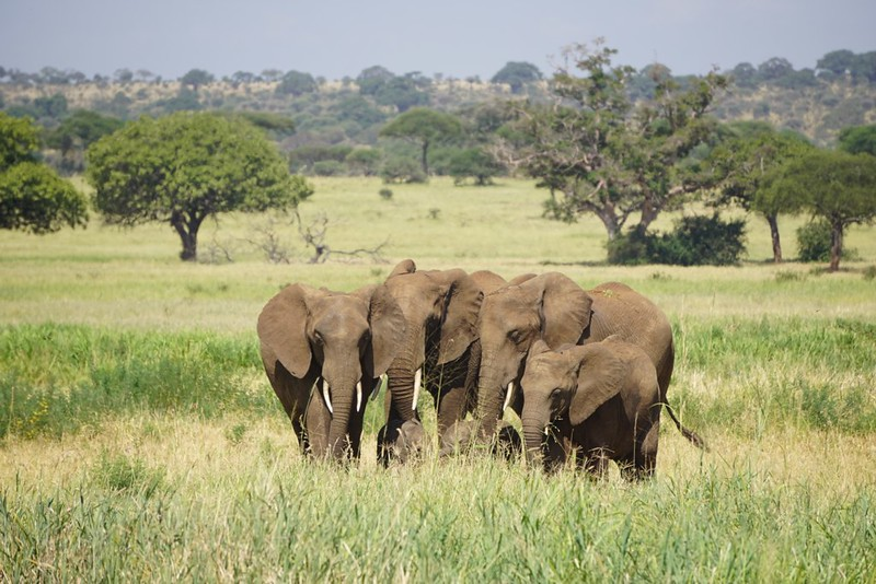 Tarangire National Park